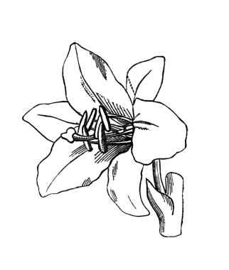 Diperianthea çiçeği. Atlas Botanique, 1846, Paris 'in eski kitabı.