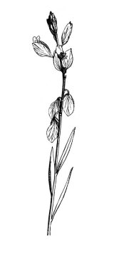 Polygala vulgare. Çiçek açan dal. Atlas Botanique, 1846, Paris 'in eski kitabı.