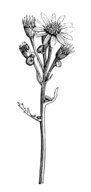 Artemisia senecon Plant 'in eski kitabı Atlas Botanique, Maout, 1846, Paris