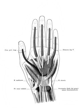 Fischer 'ın eski kitabı Atlas der Anatomie' deki palmiye, damar ve bağlar 1894, Jena