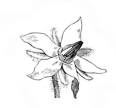 Sıkıcı. Çiçek. Atlas Botanique, 1846, Paris 'in eski kitabı.