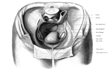 Fischer 'ın eski kitabı Atlas der Anatomie' nin kadın leğen kemiğinin ortası, 1894, Jena