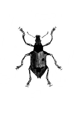 Erichson 'ın eski kitabı D' Histoire Naturelle 'de uzun bacaklı orta boy böcek, 1847, Paris