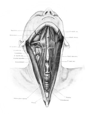 Boyun ve damarlar eski Atlas der Anatomie kitabında Fischer, 1894, Jena