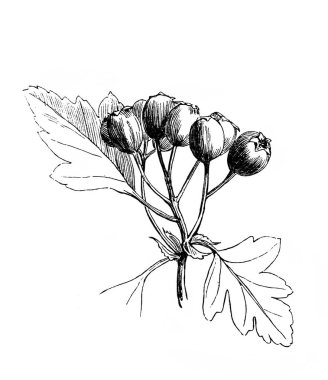 Hawthorn. Şube. Atlas Botanique, 1846, Paris 'in eski kitabı.