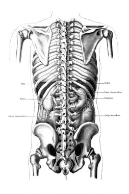 Abdominal organların yeri Atlas der Anatomie 'nin Fischer, 1894 tarihli eski kitabında arka plandadır.