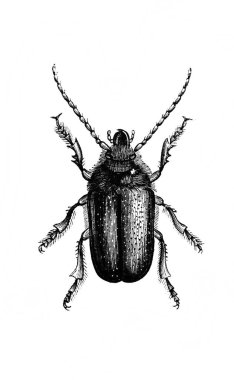 Erichson 'ın eski kitabı D' Histoire Naturelle 'deki büyük böcek, 1847, Pari