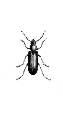 Erichson 'ın eski kitabı D' Histoire Naturelle 'deki uzun bacaklı ve antenli böcek, 1847, Paris