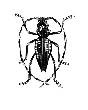 Erichson 'ın eski kitabı D' Histoire Naturelle 'deki uzun antenli böcek, 1847, Pari