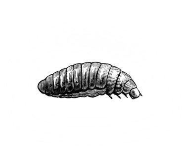 Erichson 'ın eski kitabı D' Histoire Naturelle 'de sürünen bir larva, 1847, Paris