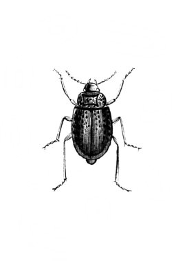 Erichson 'ın eski kitabı D' Histoire Naturelle 'de uzun bacaklı küçük bir böcek, 1847, Paris