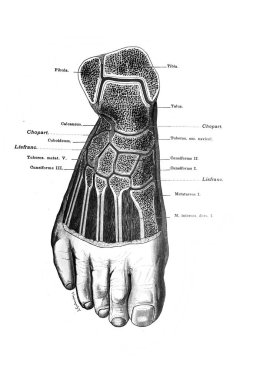 Fischer 'ın eski kitabı Atlas der Anatomie' nin ayak bölümü, 1894, Jena