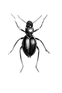 Erichson 'ın eski kitabı D' Histoire Naturelle 'de uzun bacakları ve antenleri olan küçük bir böcek, 1847, Paris