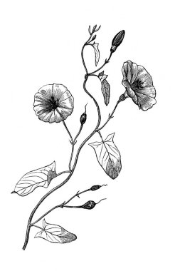 Yosun tarlası. Süre bir ve iki şeklindedir. Atlas Botanique, 1846, Paris 'in eski kitabı.