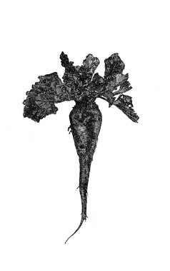 Şeker pancarı, genellikle Alexandrowiecz, 1890, Warsawa 'nın eski kitabı Encyklopedya Rolnicza' dan düz yapraklarla.