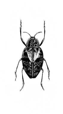 Erichson 'ın eski kitabı D' Histoire Naturelle 'deki küçük böcek, 1847, Pari