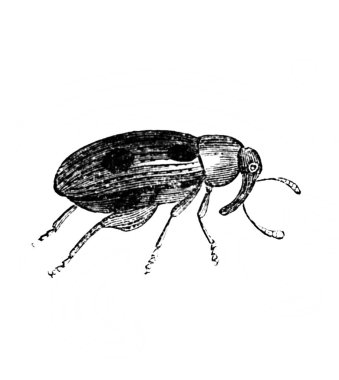 Erichson 'ın eski kitabı D' Histoire Naturelle 'deki uzun bacaklı böcek, 1847, Pari