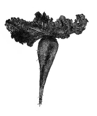 Şeker pancarı, genellikle yumuşak yapraklı. Encyklopedya Rolnicza 'nın eski kitabında Alexandrowiecz, 1890, Warsawa