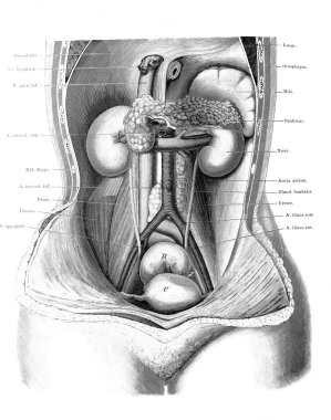 Fischer 'ın eski kitabı Atlas der Anatomie' deki abdominal organların yeri, 1894, Jena