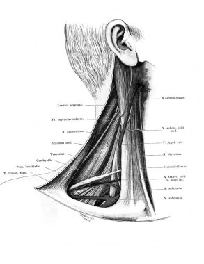 Atlas der Anatomie 'nin eski kitabında atardamarları, damarları ve damarları olan boyun Fischer, 1894, Jena