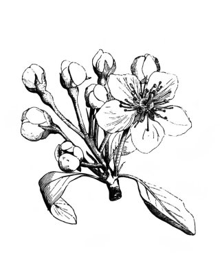 Daha şairane. Şube. Atlas Botanique, 1846, Paris 'in eski kitabı.