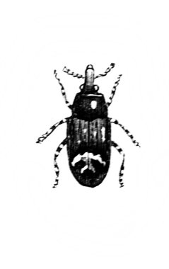 Erichson 'ın eski kitabı D' Histoire Naturelle 'deki orta boy böcek, 1847, Paris