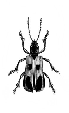 Erichson 'ın eski kitabı D' Histoire Naturelle 'deki büyük böcek, 1847, Pari