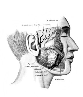 Yüz, kan damarları, eski Atlas der Anatomie kitabında sinirler Fischer tarafından, 1894, Jena