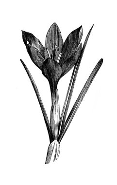 Bahar safranı. Atlas Botanique, 1846, Paris 'in eski kitabı.