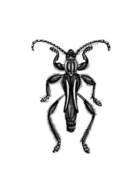 Erichson 'ın eski kitabı D' Histoire Naturelle 'de uzun bacakları ve antenleri olan büyük bir böcek, 1847, Pari