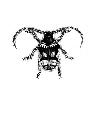 Erichson 'ın eski kitabı D' Histoire Naturelle 'deki uzun antenli böcek, 1847, Pari