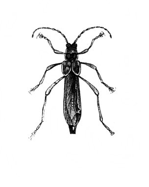 Erichson 'ın eski kitabı D' Histoire Naturelle 'deki uzun antenli böcek, 1847, Pari