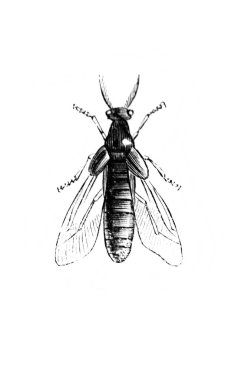 Uçan eşekarısı türü böcekler eski D 'Histoire Naturelle kitabında, Erichson, 1847, Paris