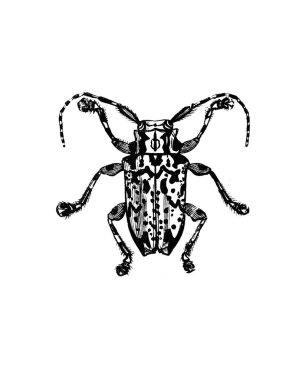 Erichson 'ın eski kitabı D' Histoire Naturelle 'de uzun bacakları ve antenleri olan büyük bir böcek, 1847, Pari