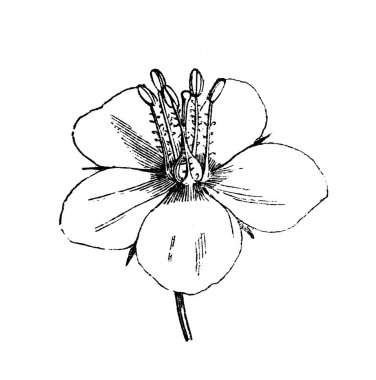 Farekulağı. Çiçek. Atlas Botanique, 1846, Paris 'in eski kitabı.