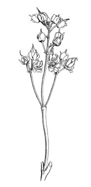 Cirrus Staphy Bitkisi, Atlas Botanique, 1846, Paris.