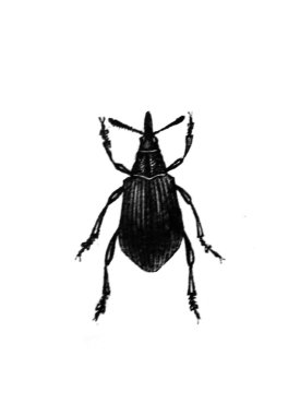 Erichson 'ın eski kitabı D' Histoire Naturelle 'de uzun bacakları ve antenleri olan büyük bir böcek, 1847, Pari