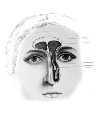 Fischer 'ın eski kitabı Atlas der Anatomie' deki Face and nasopharynx, Jena