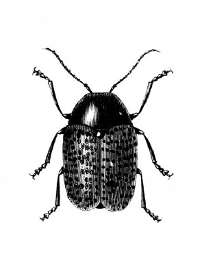 Erichson 'ın D' Histoire Naturelle adlı eski kitabında uzun bacaklı böcek, 1847, Paris