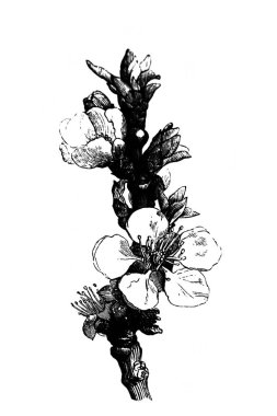 Kayısı ağacı. Çiçek açan dal. Atlas Botanique, 1846, Paris 'in eski kitabı.