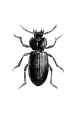 Erichson 'ın eski kitabı D' Histoire Naturelle 'de uzun bacaklı böcek, 1847, Paris