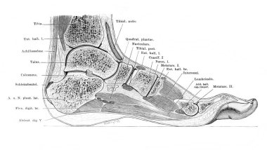 Fischer 'ın eski kitabı Atlas der Anatomie' nin sağ ayağının yay kısmı, 1894, Jena