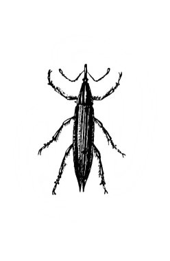 Erichson 'ın eski kitabı D' Histoire Naturelle 'de uzun bacaklı böcek, 1847, Paris