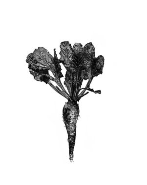 Şeker pancarı, genellikle Alexandrowiecz, 1890, Warsawa 'nın eski kitabı Encyklopedya Rolnicza' dan düz yapraklarla.