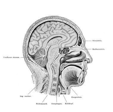 Baş kısmı, Atlas der Anatomie 'deki beyin. Yazan Fischer, 1894, Jena.