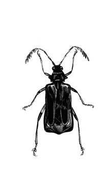 Erichson 'ın eski kitabı D' Histoire Naturelle 'deki küçük böcek, 1847, Pari