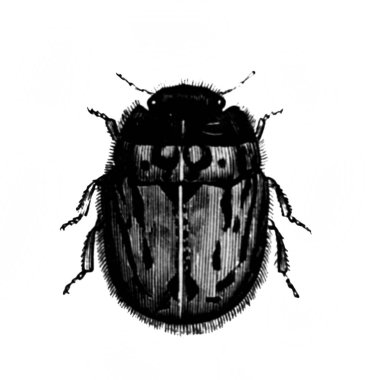 Erichson 'ın eski kitabı D' Histoire Naturelle 'deki dev böcek, 1847, Paris