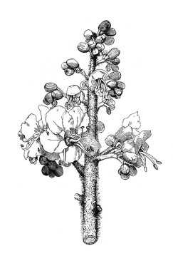 At kestanesi. Çiçek açan dal. Atlas Botanique, 1846, Paris 'in eski kitabı.