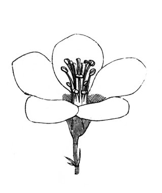 Oxalis. Çiçek. Atlas Botanique, 1846, Paris 'in eski kitabı.