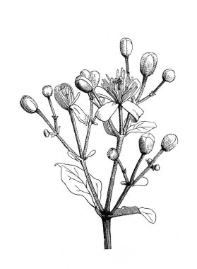 Çitler için Clematis. Atlas Botanique, 1846, Paris 'in eski kitabı.